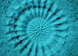 puffer fish sand creation