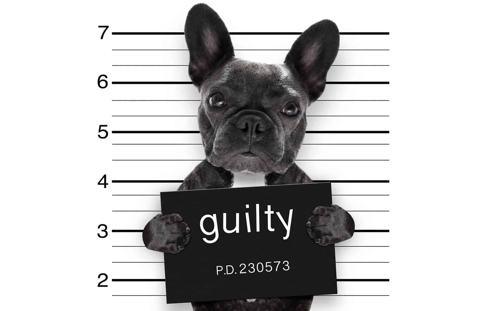 Transgression Sin Iniquity